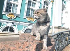 За прошлый год в Петербурге спасли почти 1000 кошек